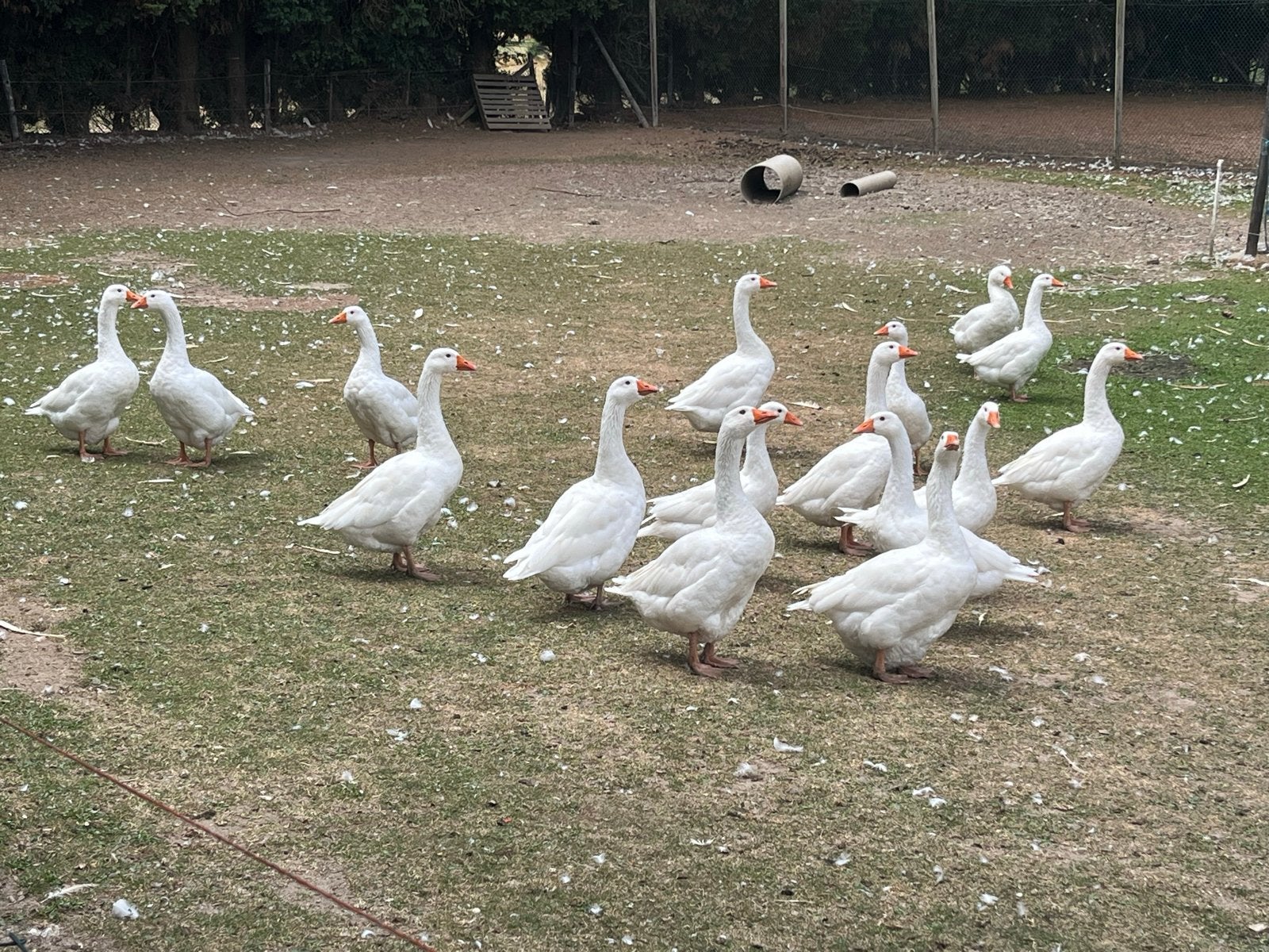 Witte boeren ganzen te koop, Dieren en Toebehoren, Pluimvee