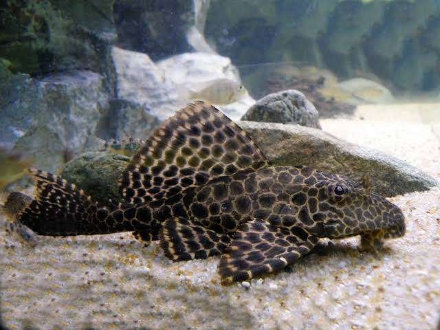 Pterygoplichthys gibbiceps, Dieren en Toebehoren, Vis, Zoetwatervis