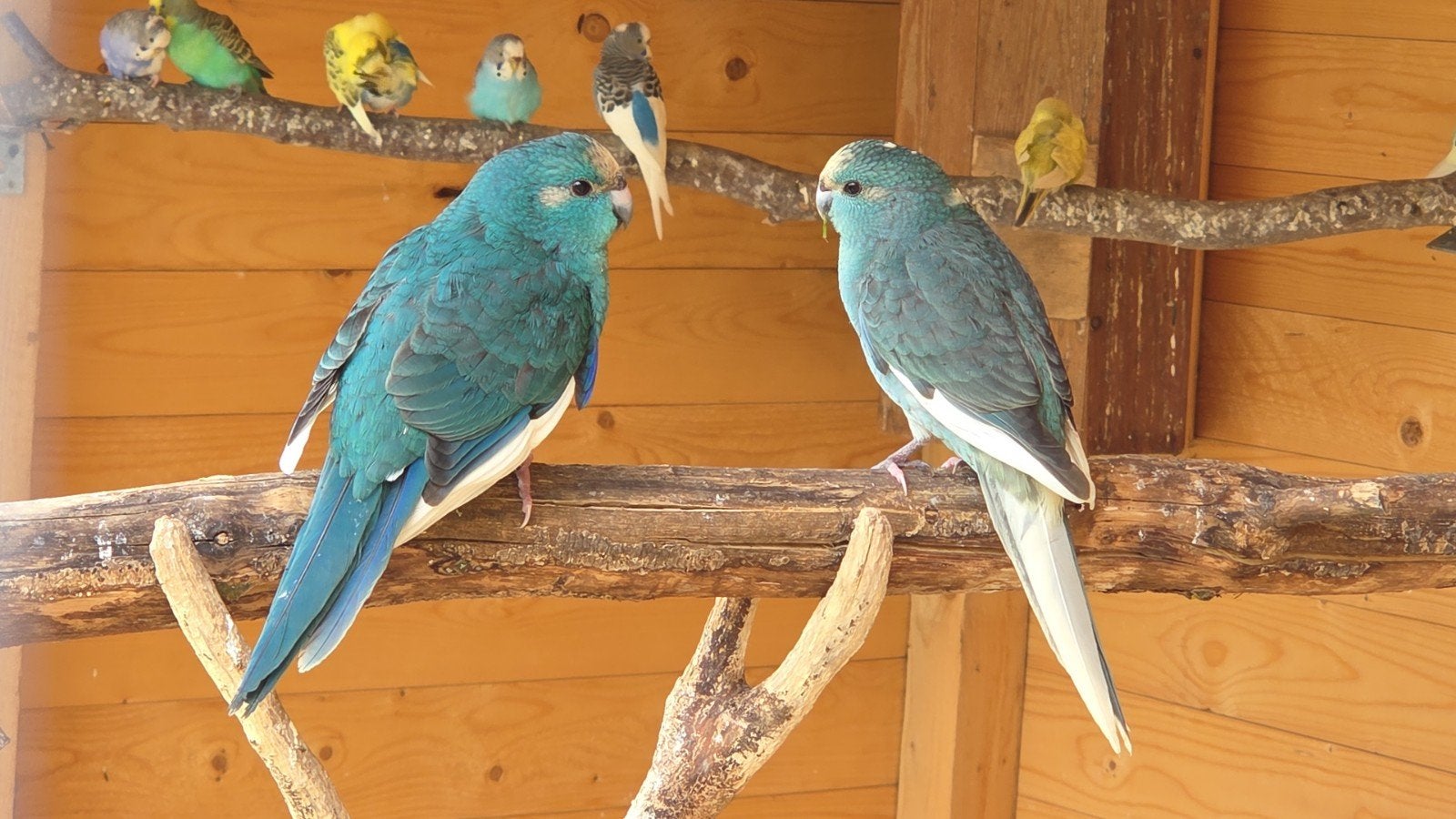 Jonge Kakariki, Dieren en Toebehoren, Vogels | Parkieten en Papegaaien, Meerdere dieren, Parkiet