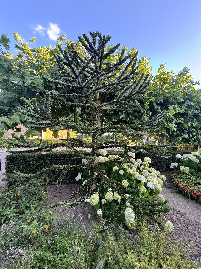 Apenboom (Araucaria), Tuin en Terras, Planten | Bomen, Ophalen, Halfschaduw, Overige soorten, 250 tot 400 cm