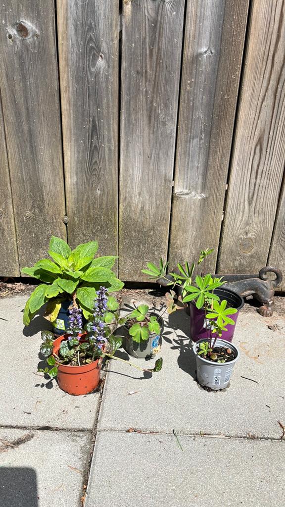 Stekjes van Lupine, Akelei, vingerhoedskruid en Zenegroen, Ophalen, Overige soorten, Volle zon