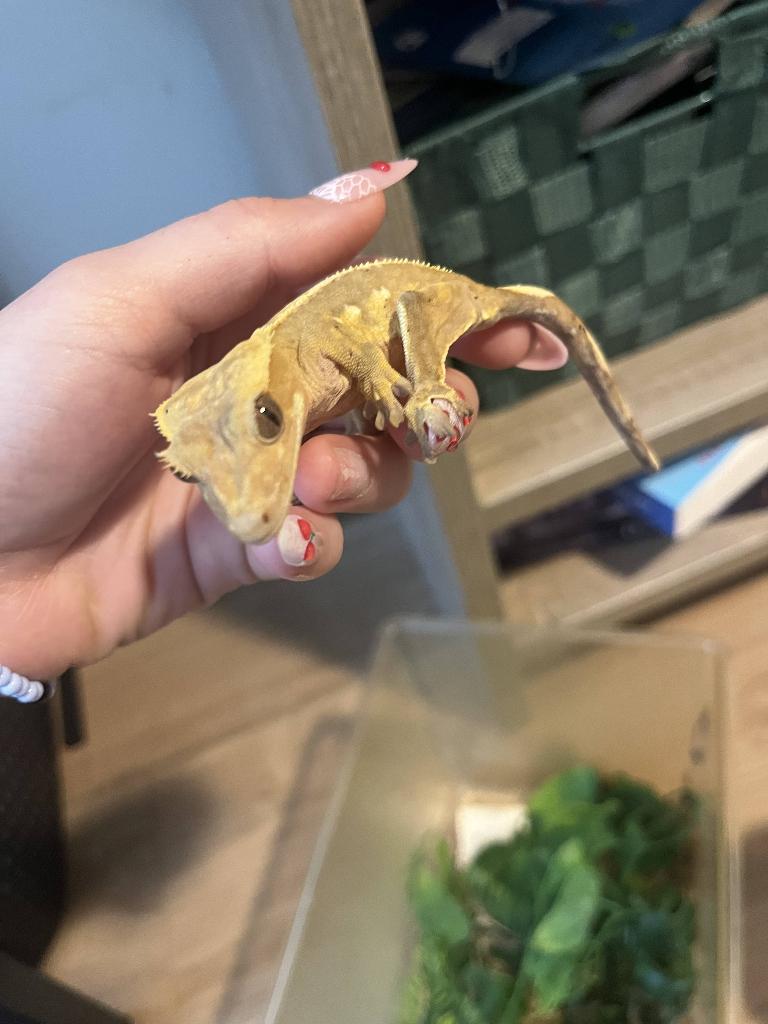 2 crested gecko Crested Gecko - female for sale from Mara