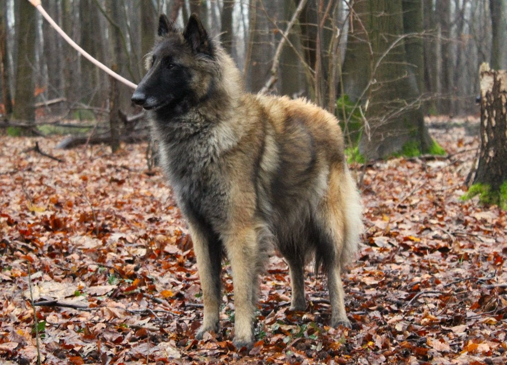 Groenendaeler & Tervuurse herder pups, België, Fokker | Hobbymatig, 8 tot 15 weken, Parvo