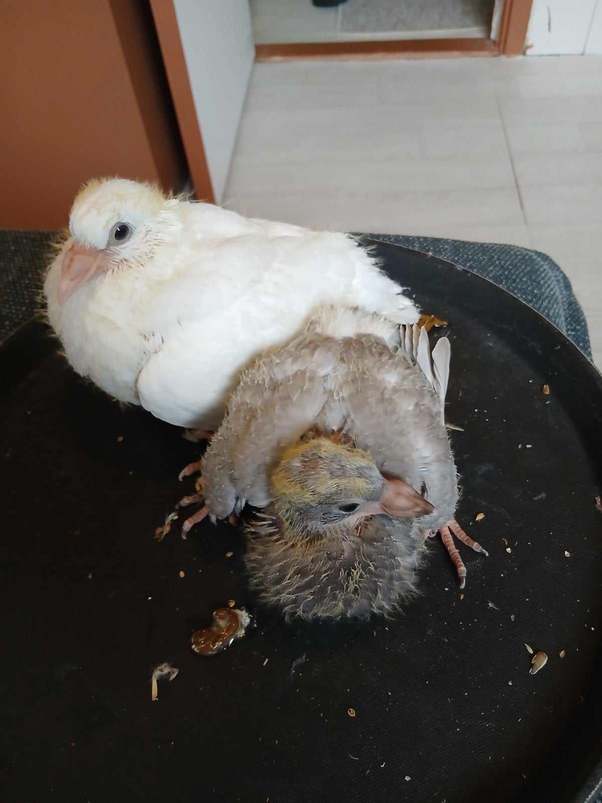 twee jonge postduiven om te reserveren, Meerdere dieren, Postduif