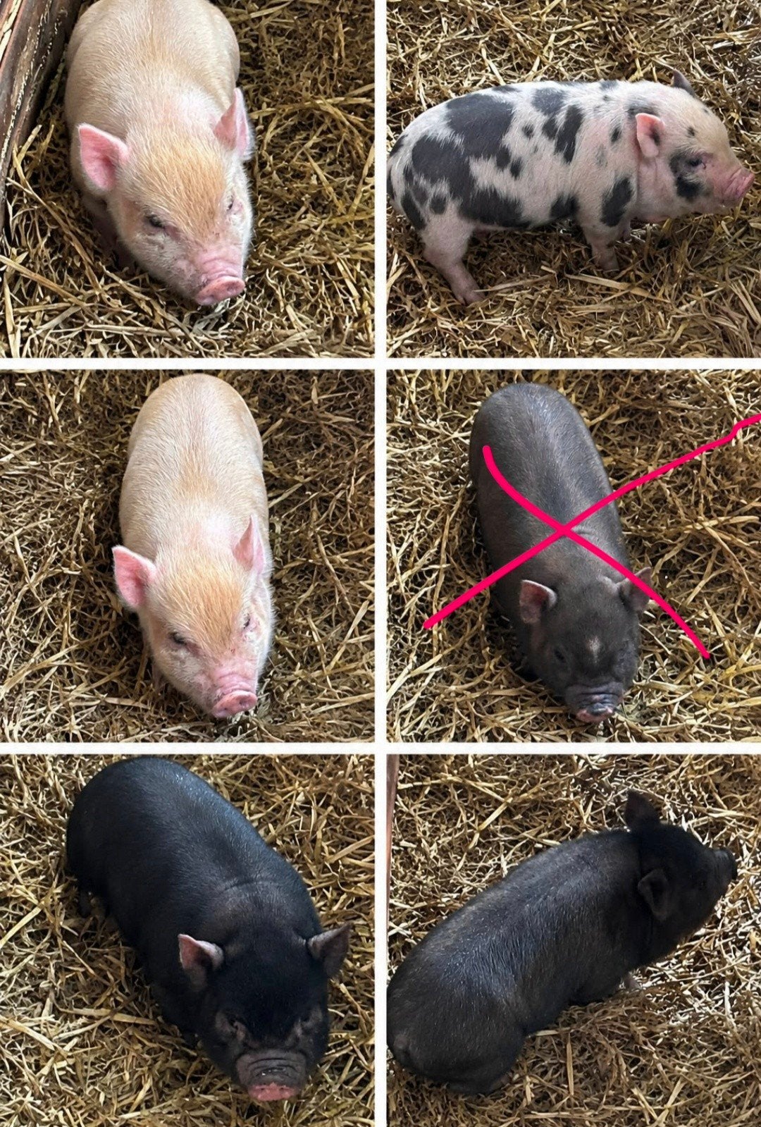 mini varkens, Meerdere dieren, Varken, 0 tot 2 jaar