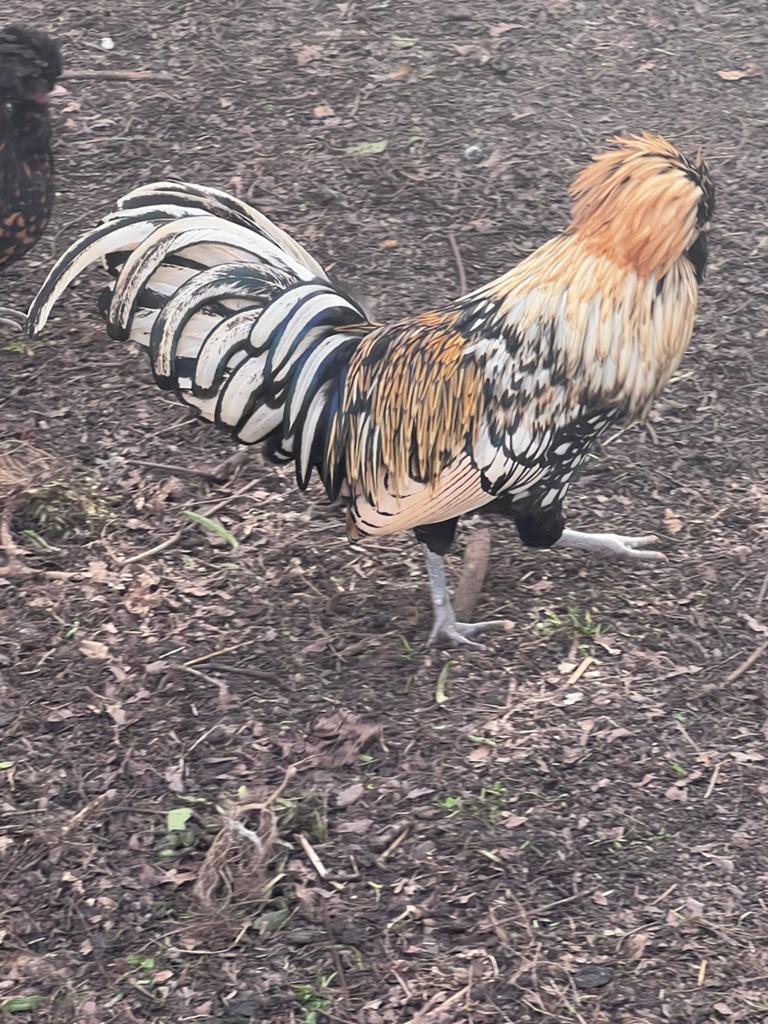Zeldzaam mooie Paduha kuifbaard haan., Dieren en Toebehoren, Pluimvee, Mannelijk, Kip