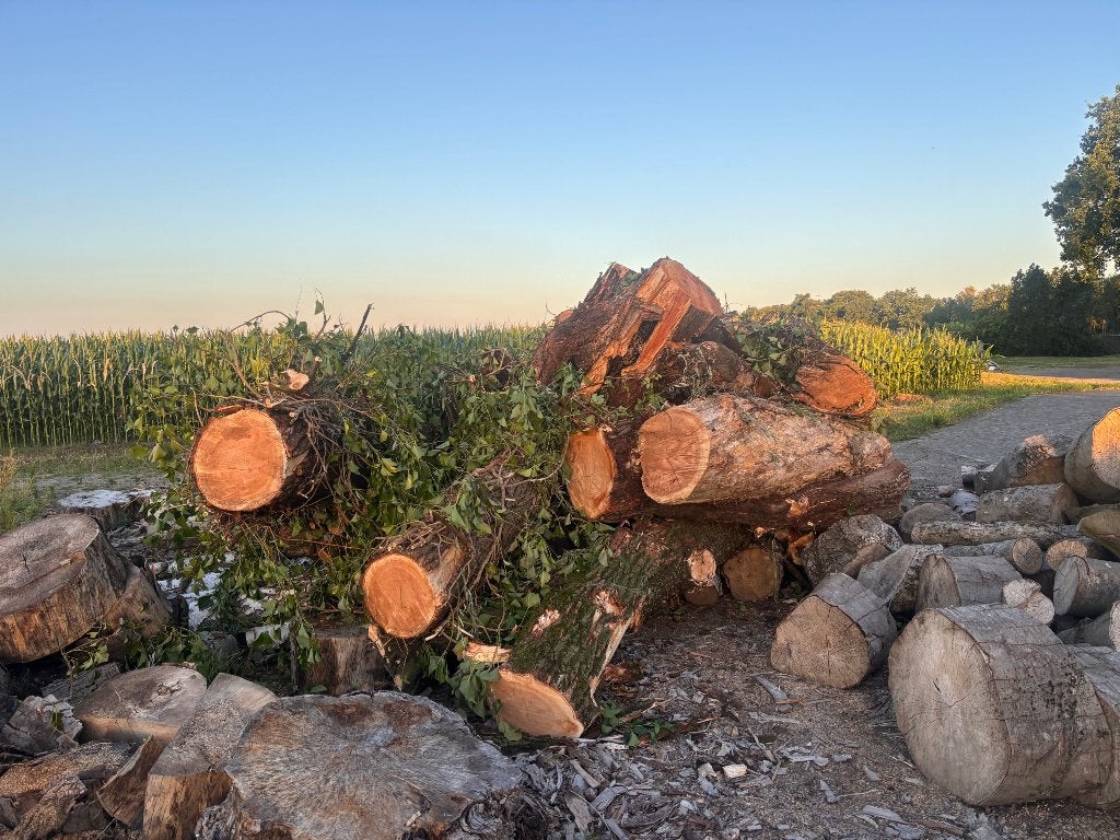 Gratis brandhout, Tuin en Terras, Haardhout, 6 m³ of meer, Ophalen, Stammen