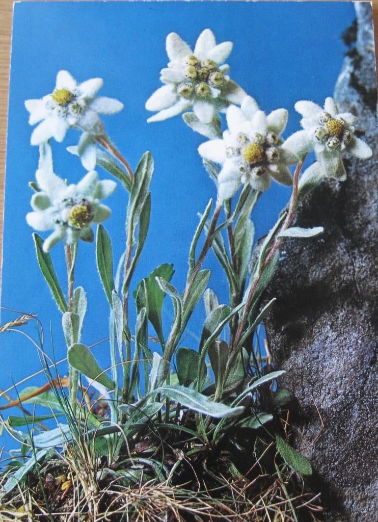 Edelweiss op nieuwe Zwitserse ansichtkaart, Verzenden, 1980 tot heden, Ongelopen, Natuur
