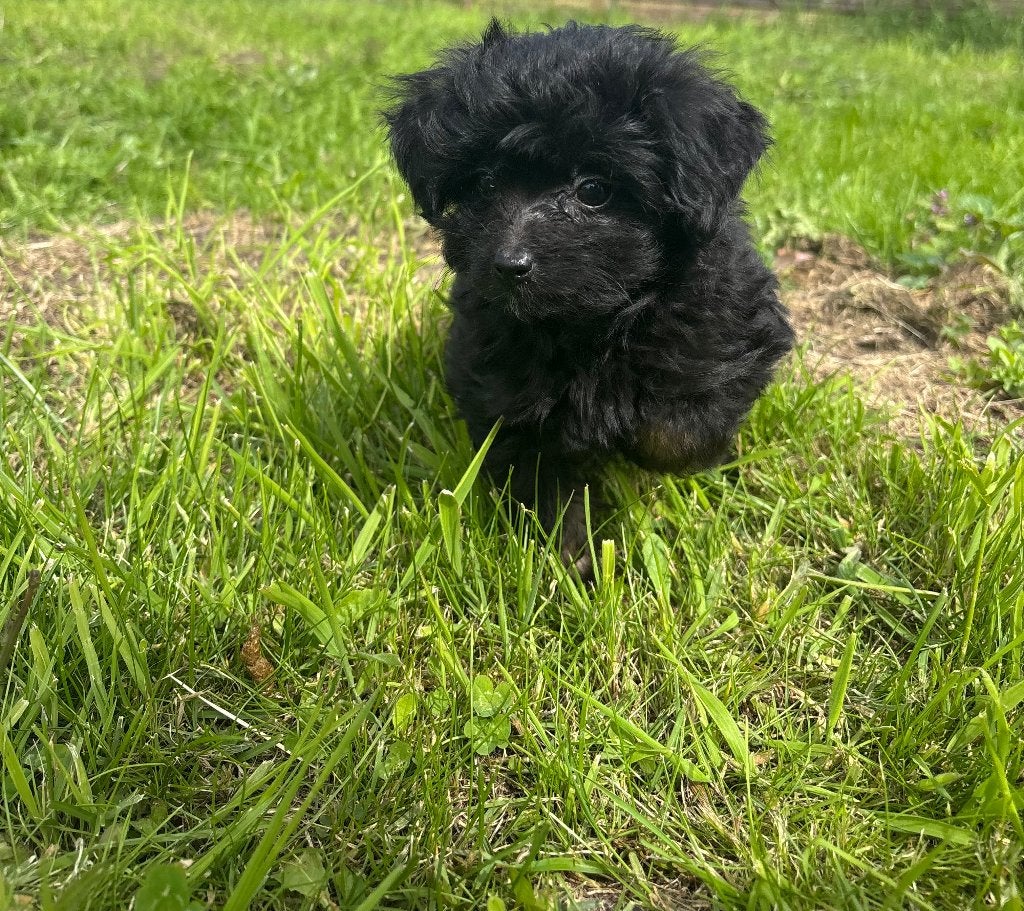 Kruising dwergkees poedel pup te koop, Parvo, België, Particulier, 8 tot 15 weken