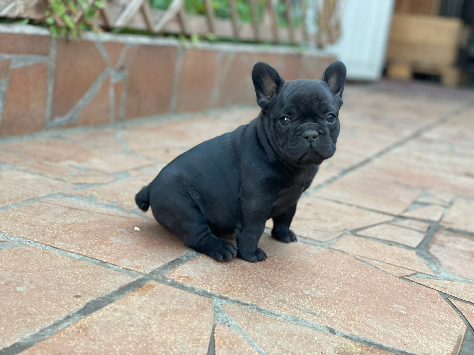 Franse bulldog pups, België, Particulier, CDV (hondenziekte), 8 tot 15 weken