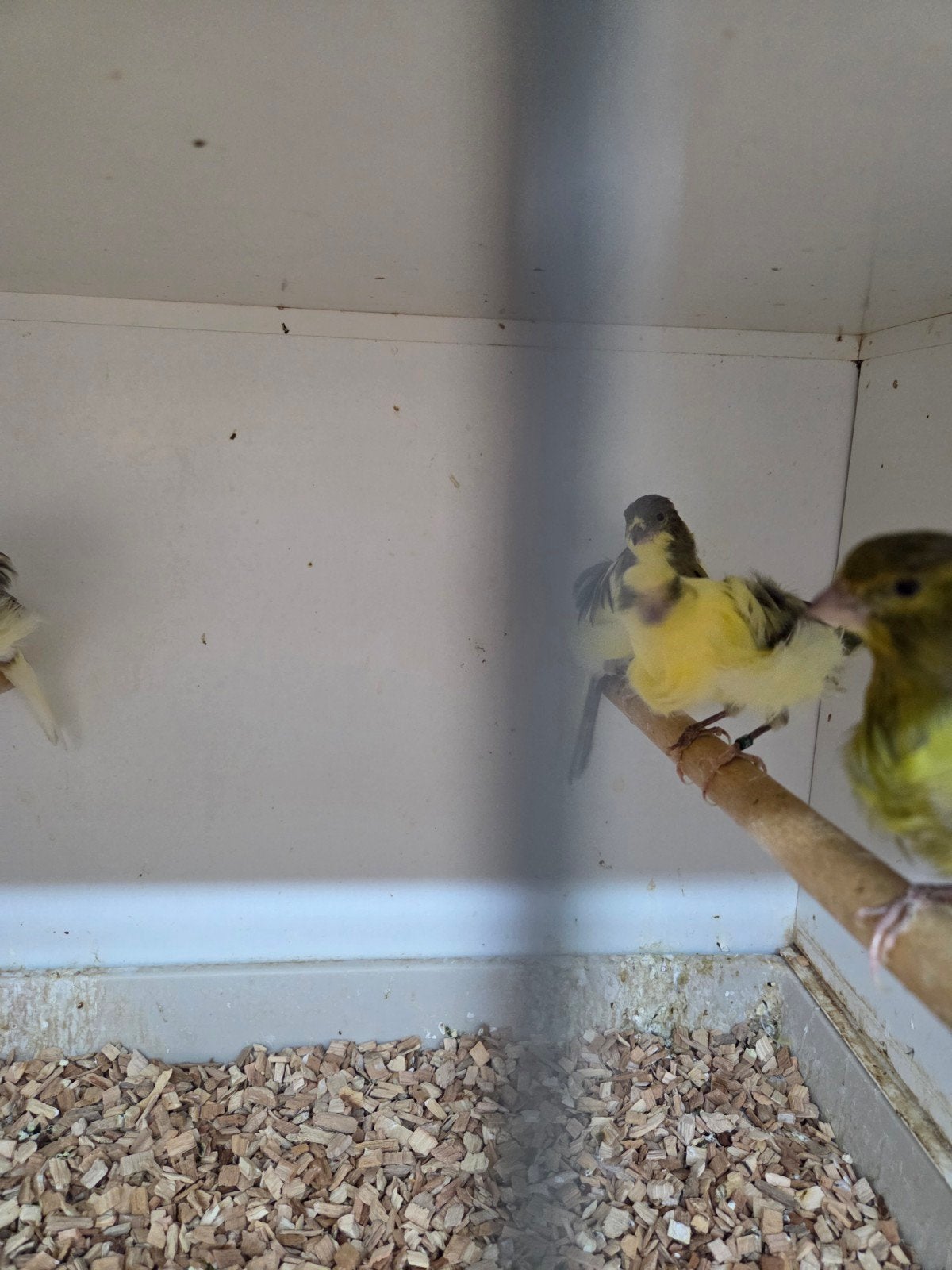 noord hollandse frisë kanaries, Dieren en Toebehoren, Vogels | Kanaries, Meerdere dieren, Kleurkanarie