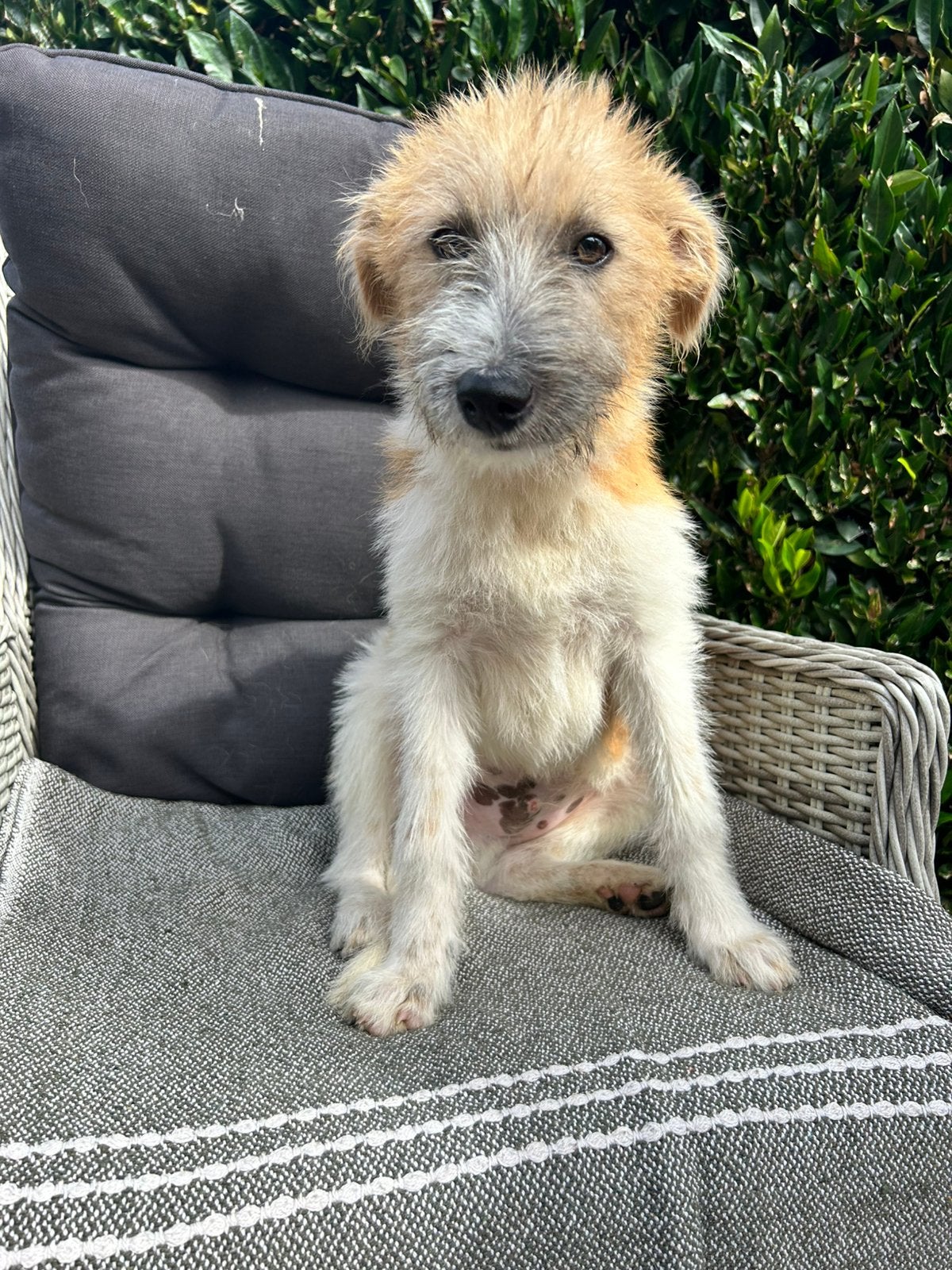Bandit, medoum mix reutje 4 maanden, Dieren en Toebehoren, Honden | Niet-rashonden, Particulier, 15 weken tot 1 jaar, Reu, Buitenland