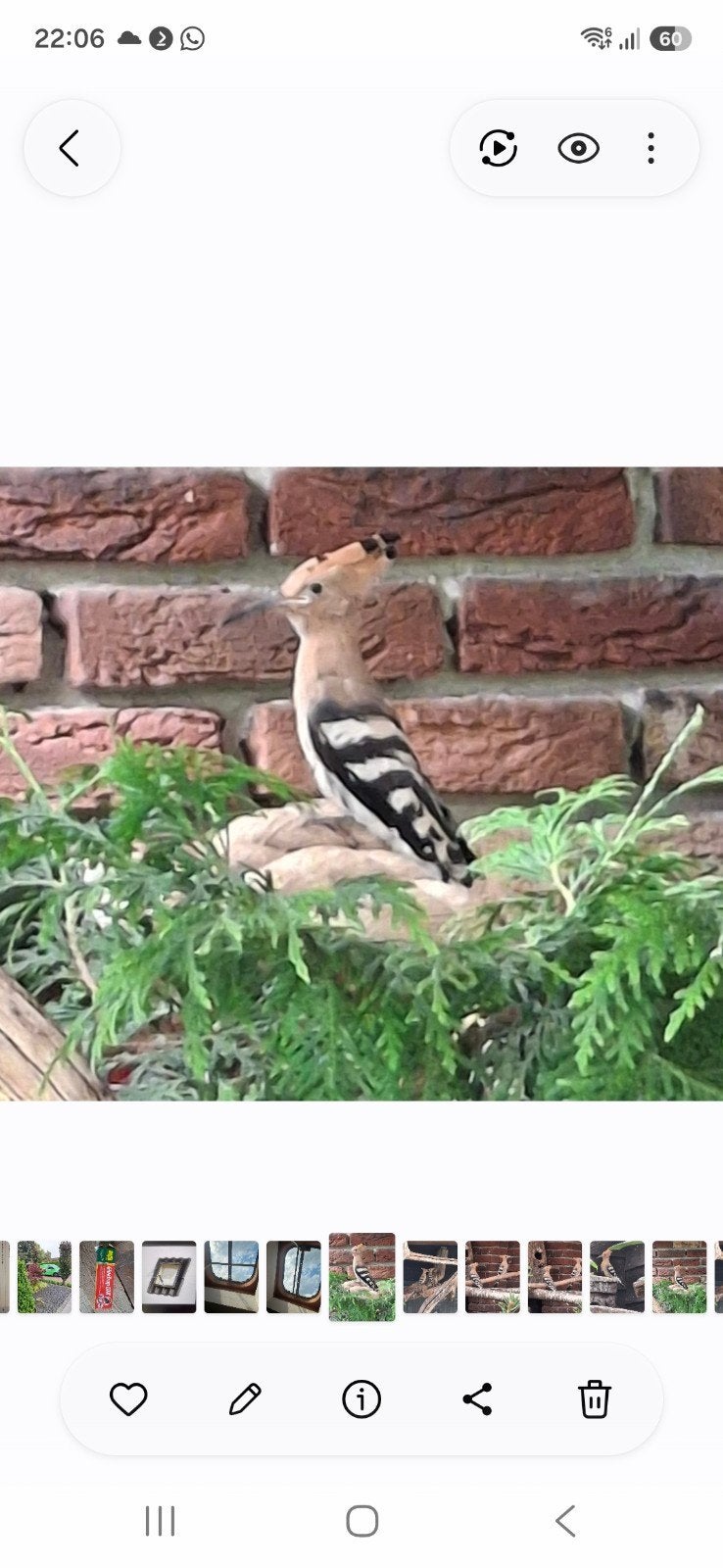 Europese hop, Vrouwelijk, Wildzangvogel, Geringd