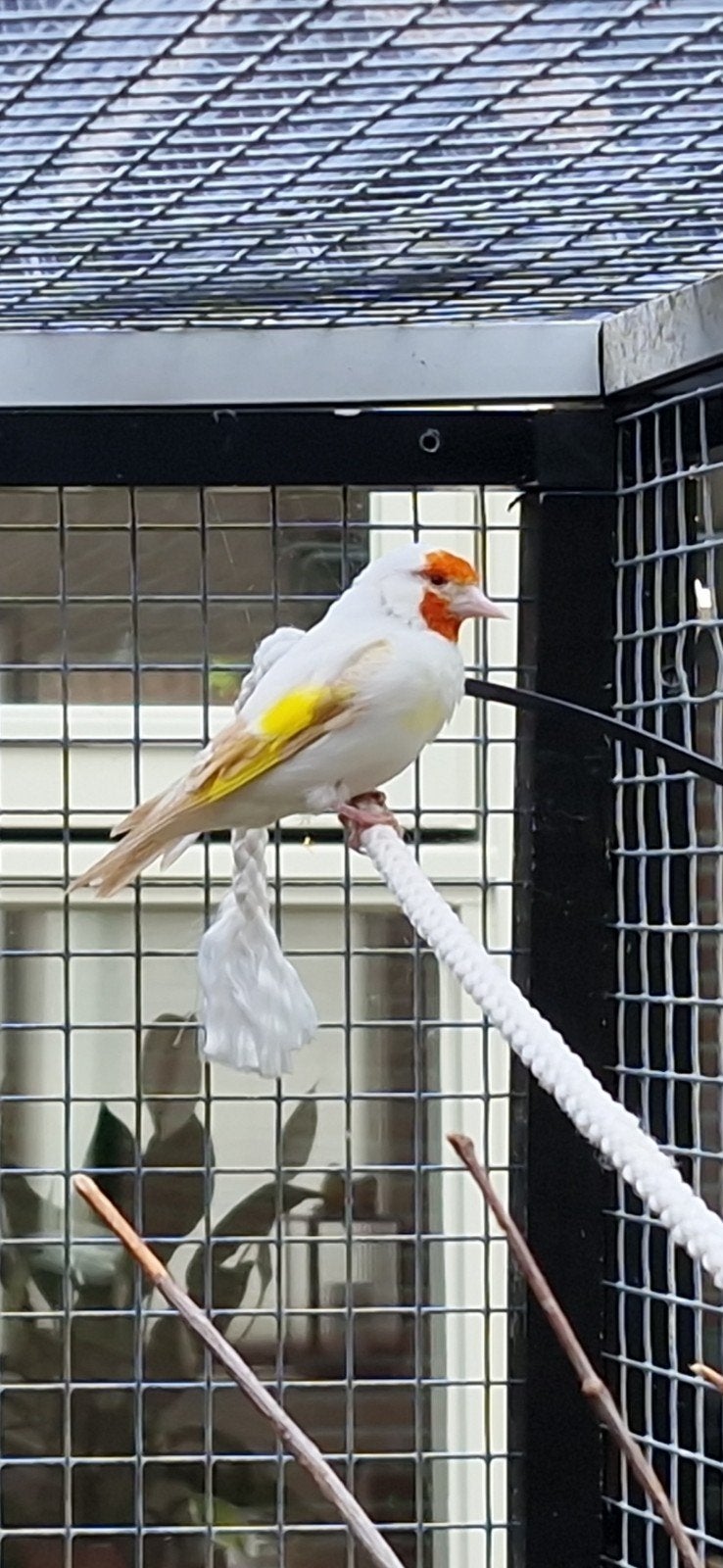 3 Putters/Distelvinken, Meerdere dieren