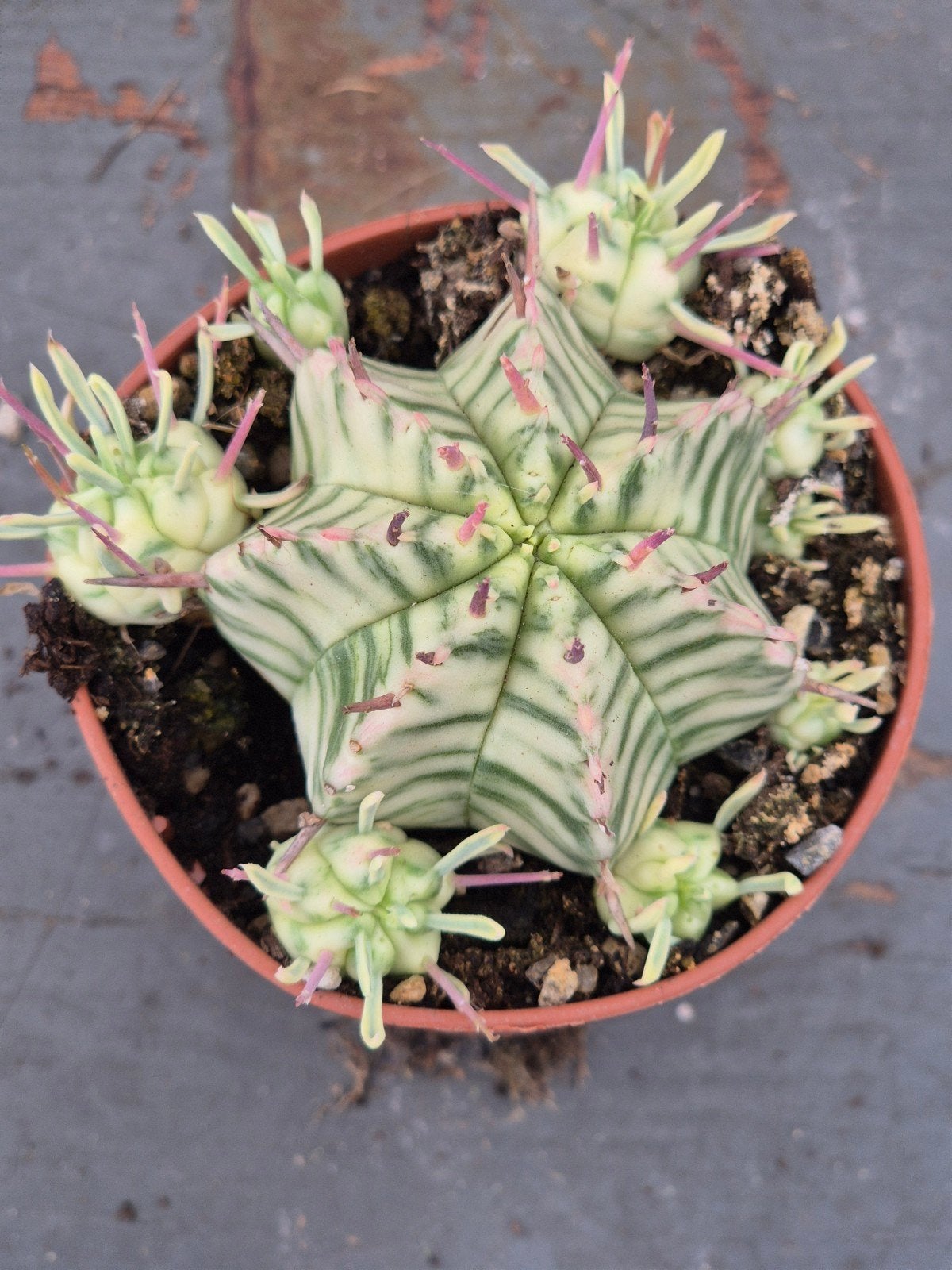 Euphorbia Meloformis Variegata p6,5, Ophalen of Verzenden, Halfschaduw, Minder dan 100 cm