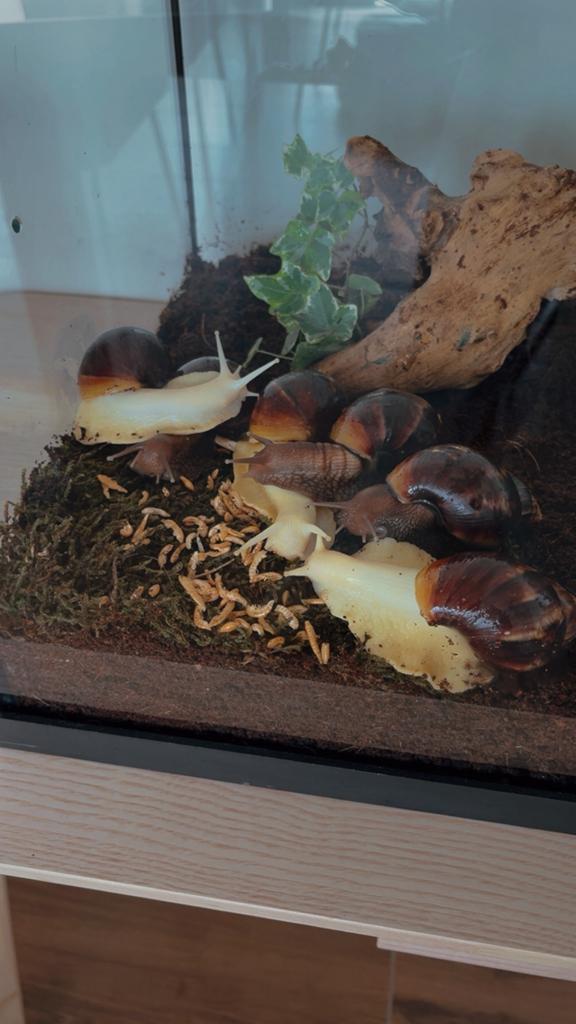 Afrikaanse reuzenslakken incl verblijf, Overige soorten, Met terrarium, 0 tot 2 jaar