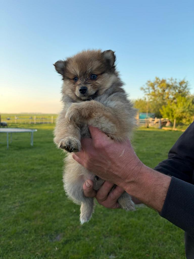 Pomeriaan x pomsky pups, Overige rassen, 8 tot 15 weken, Parvo, Meerdere