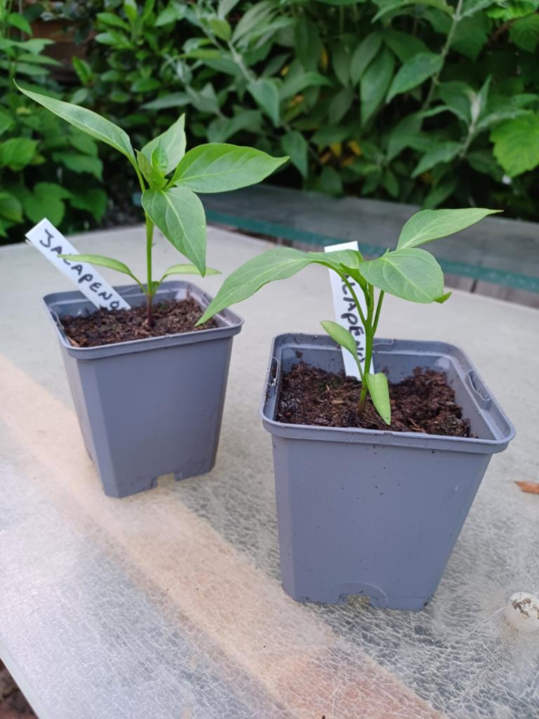 Jalapeno peper stekjes, Ophalen of Verzenden, Eenjarig, Groenteplanten, Volle zon