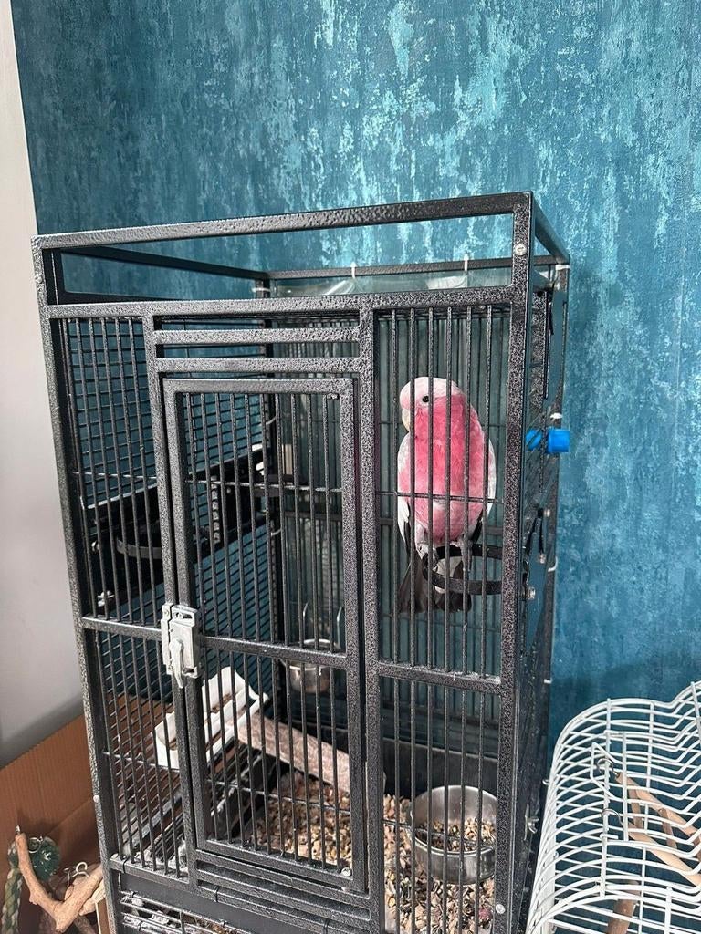 Tam Kaketoe roze, Vrouwelijk, Papegaai, Tam
