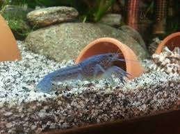 5 blauwe Florida kreeftjes 4 à 6 cm, Kreeft, Krab of Garnaal, Zoetwatervis