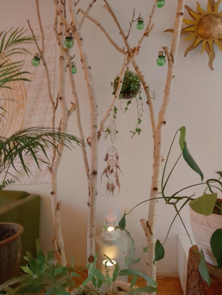 3 Geïmpregneerde berkenbomen, takken/ decoratie, Ophalen, Gebruikt