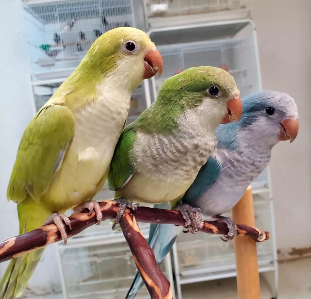 Jonge muisparkieten in diverse kleuren, Meerdere dieren, Parkiet, Pratend