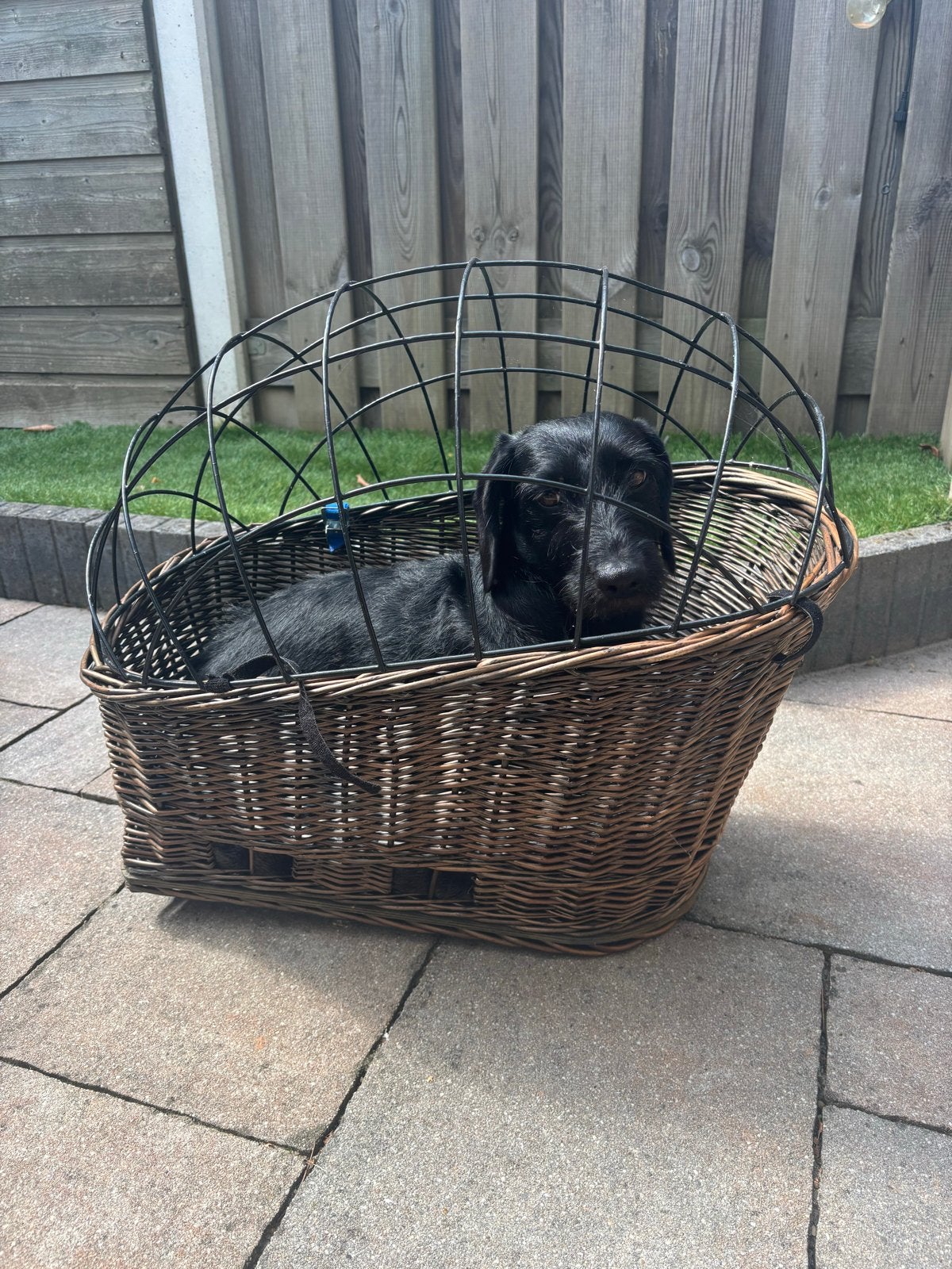 Hondenmand fiets - rieten fietsmand voor honden, Ophalen, Gebruikt, Riet