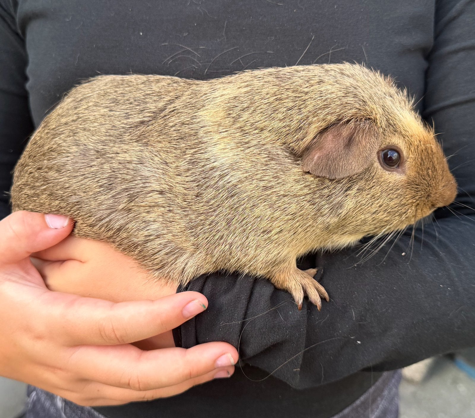 Hele lieve cavia beertje, Mannelijk, Tam, Maart, Cavia