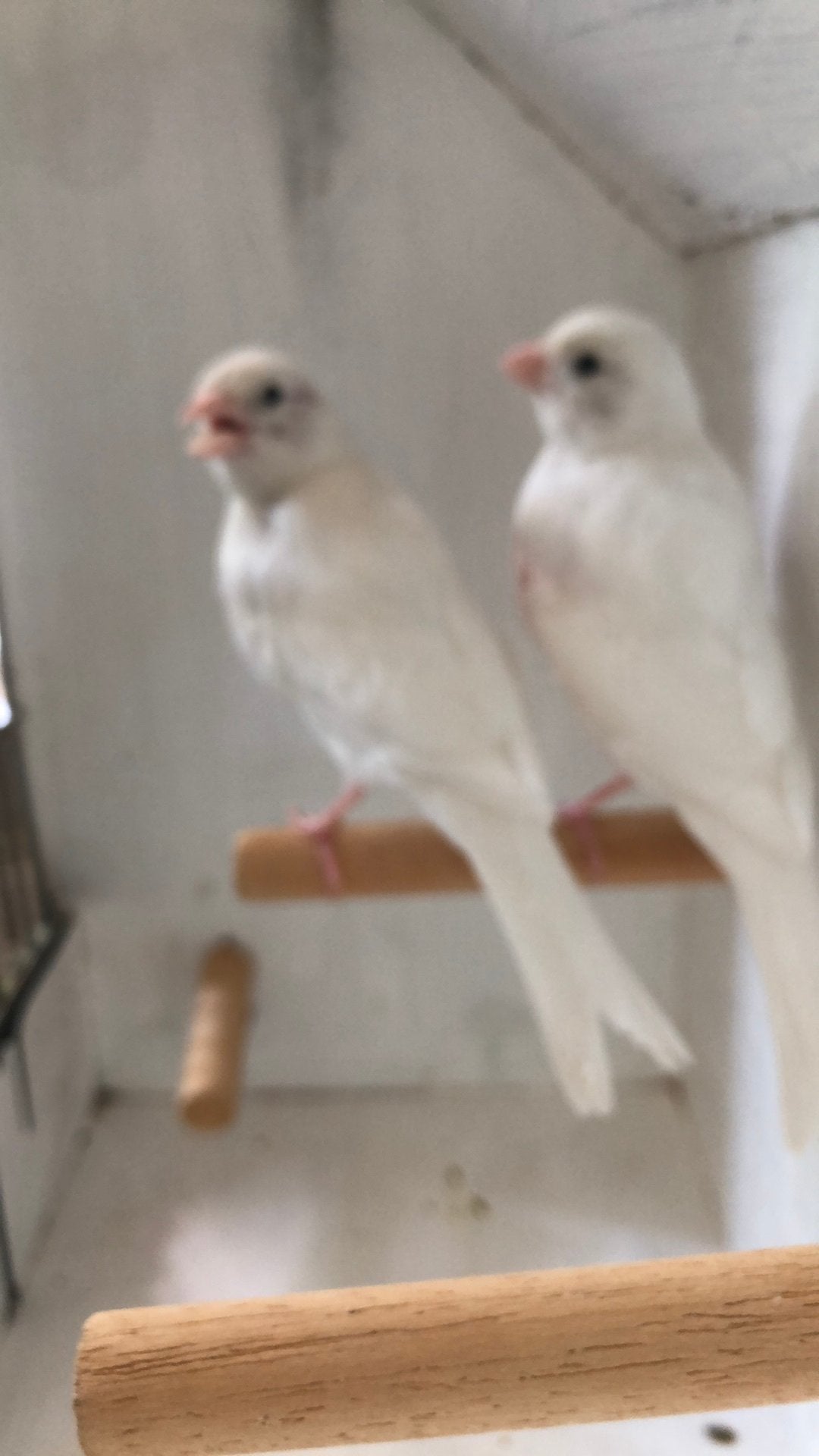 Te Koop; 2 Jonge witte Kanarie Poppen, Vrouwelijk