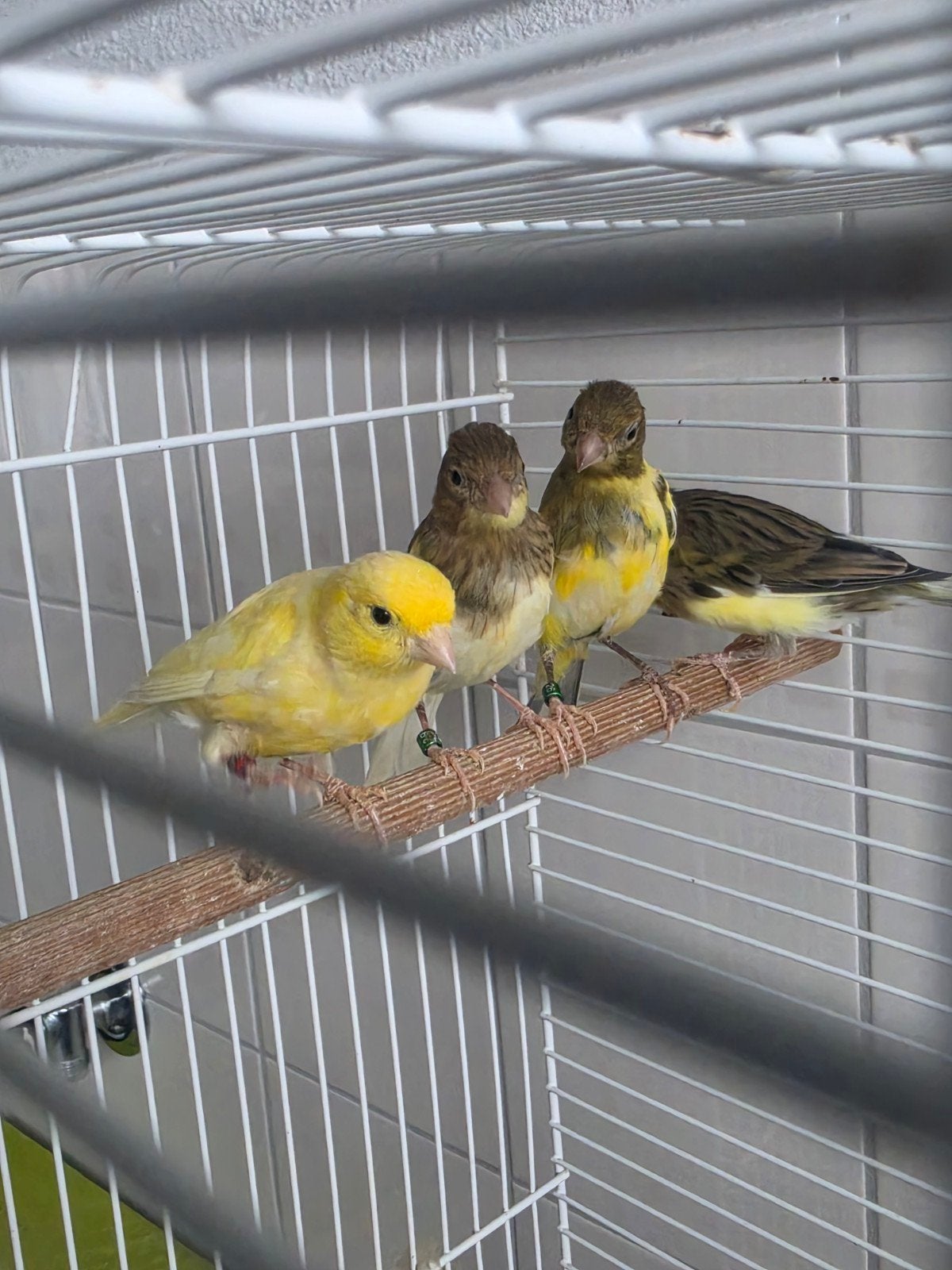 raza espagnol, Dieren en Toebehoren, Meerdere dieren, Kleurkanarie