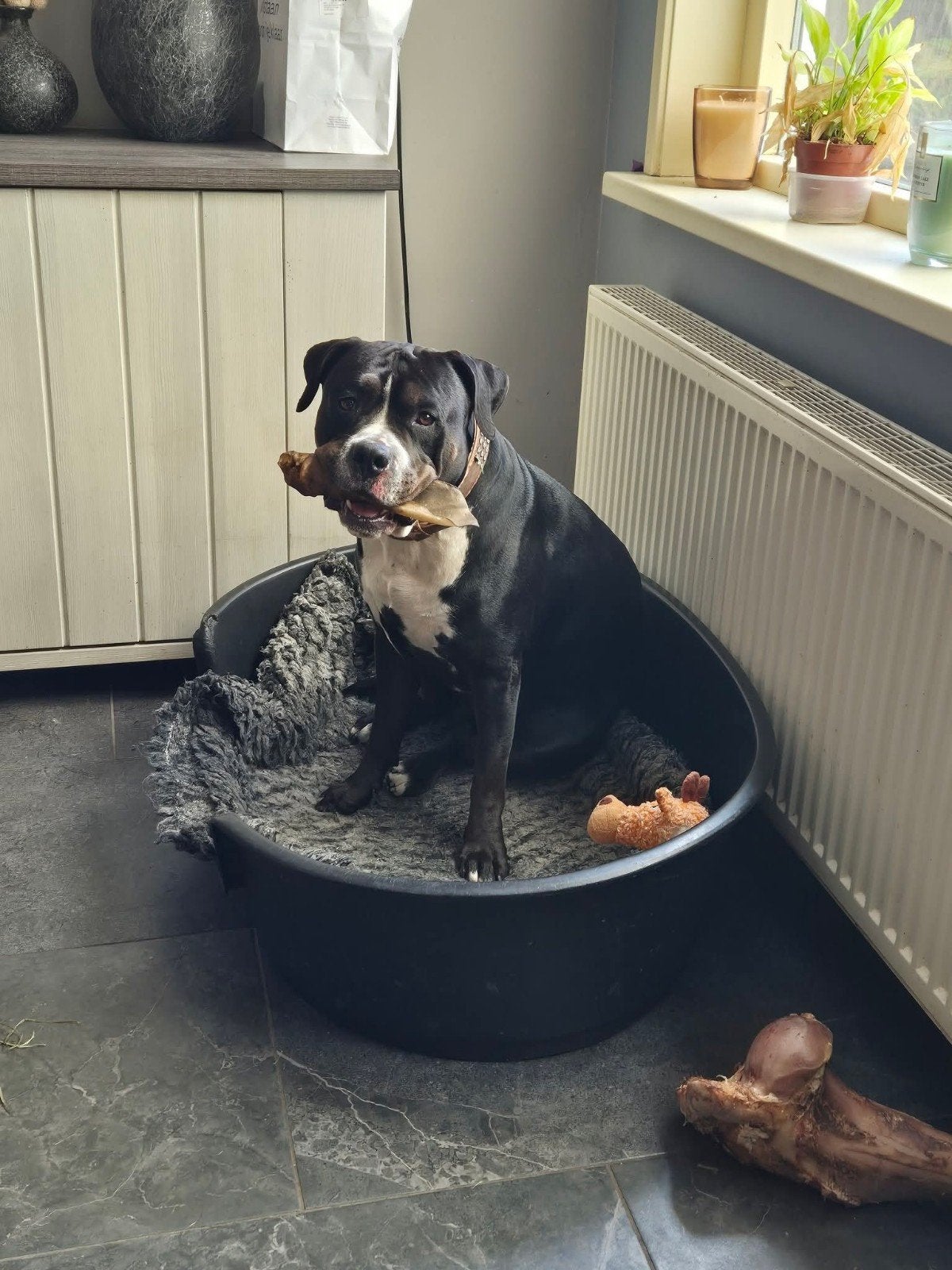 Amerikaanse Stafford reu, Dieren en Toebehoren, Reu, Eén hond, 3 tot 5 jaar, Nederland