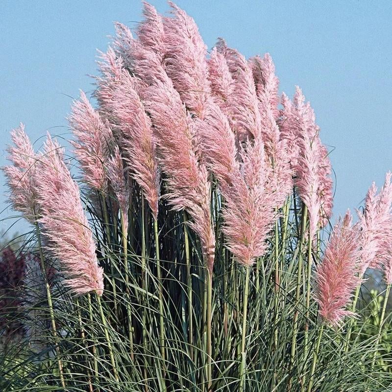 Cortaderia selloana Rosea in 3 liter pot., Volle zon, Vaste plant, Siergrassen, Ophalen of Verzenden
