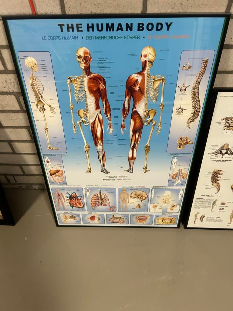 Anatomie van het menselijk lichaam poster, Ophalen, Gebruikt, Foto of Poster, 75 cm of meer