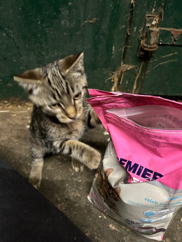Kittens 4 maanden, Kater, 0 tot 2 jaar