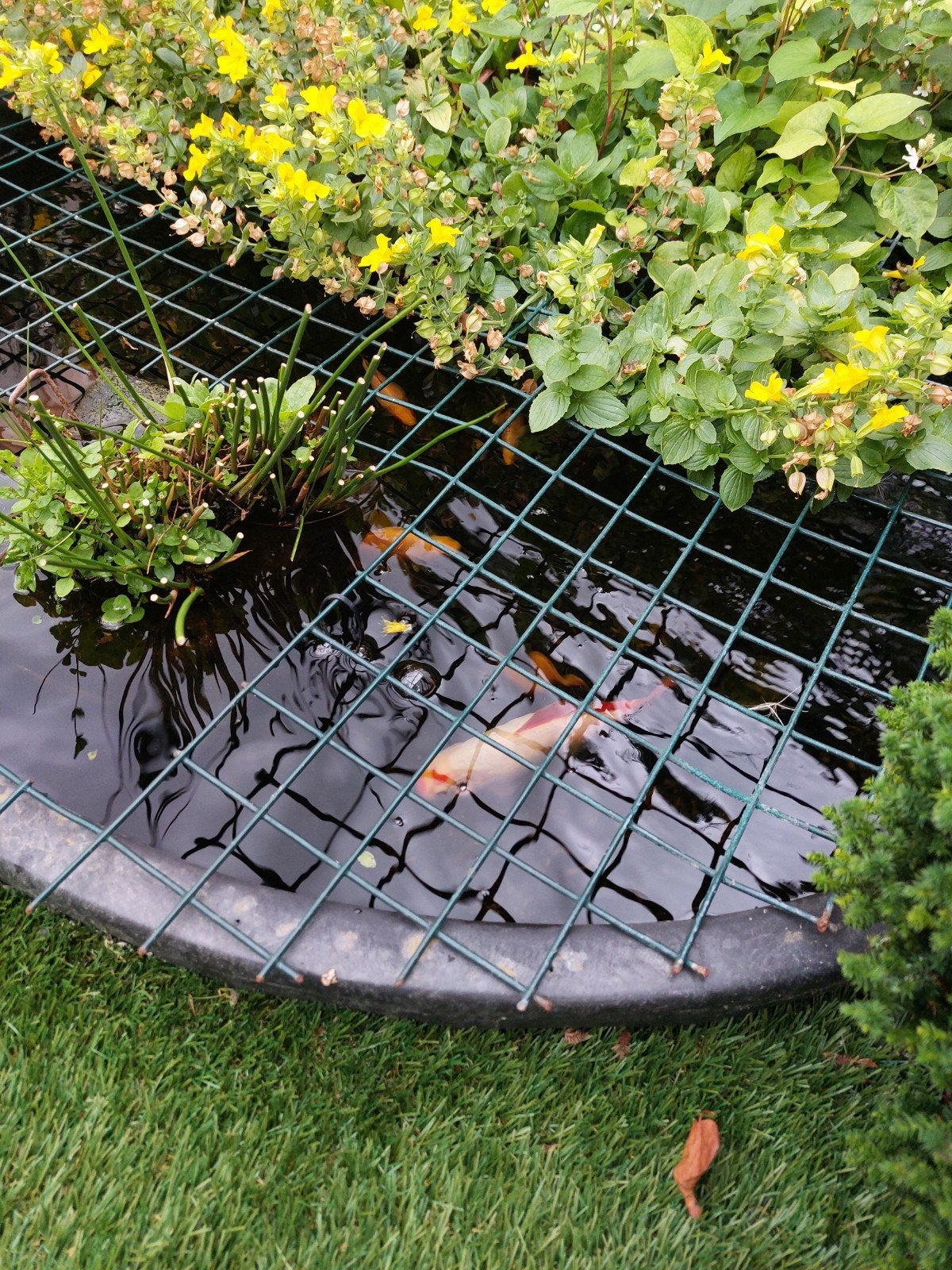 vijverbak met toebehoren, Tuin en Terras, Ophalen, Gebruikt