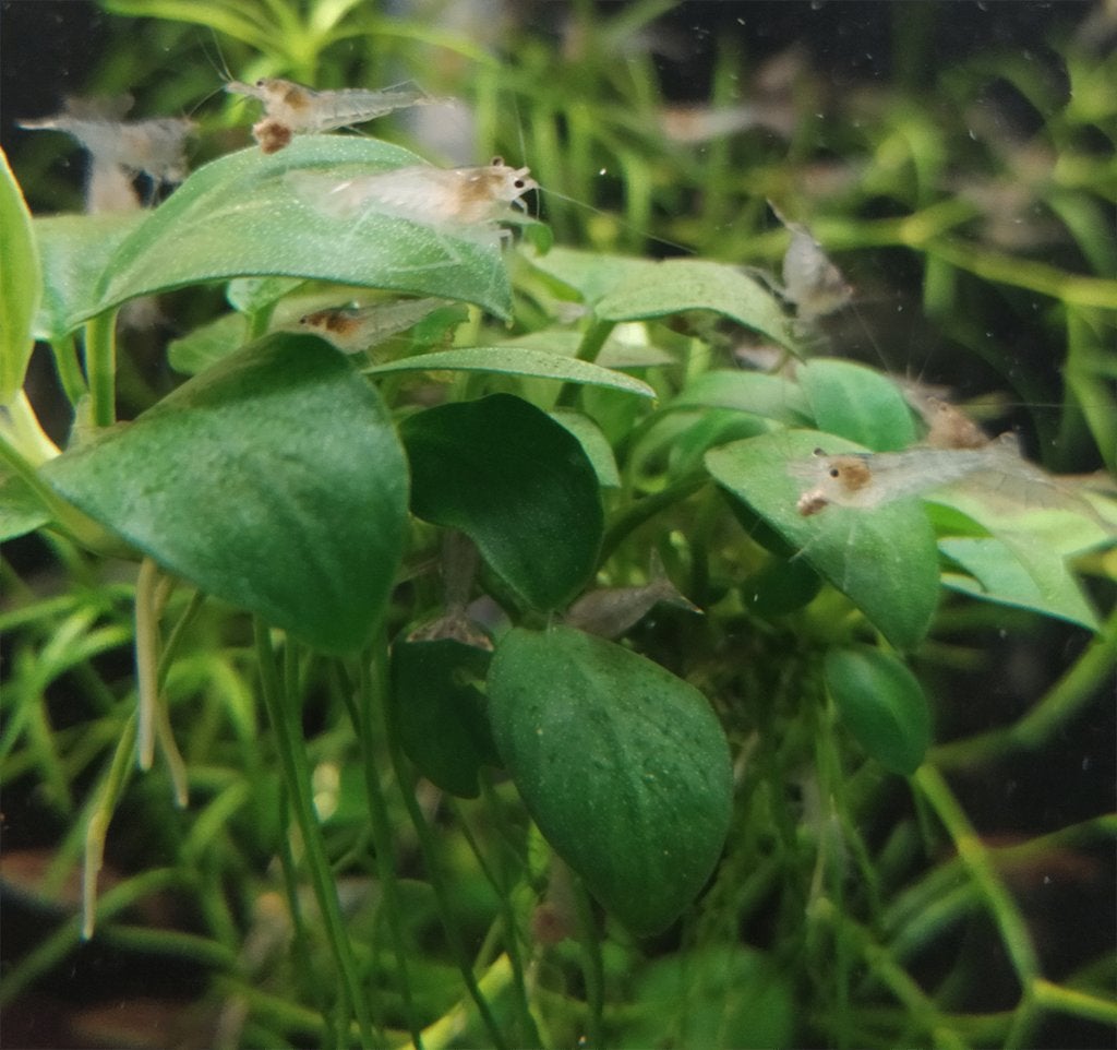 Caridina multidenta sp. mini japonica garnaal, Dieren en Toebehoren, Kreeft, Krab of Garnaal, Zoetwatervis