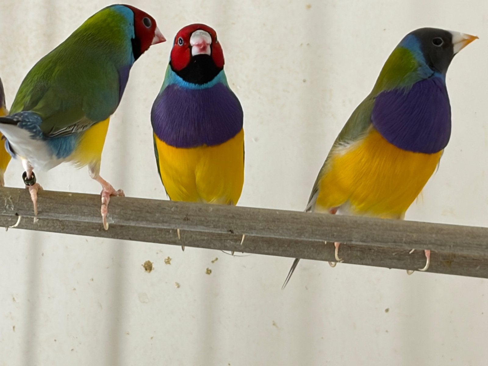 Gouldamadine, Mannelijk, Tropenvogel, Geringd