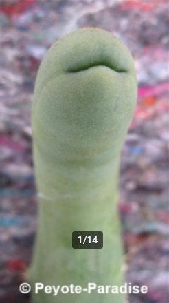 Penis Cactussen - De echte Penis planten !, Ophalen of Verzenden, Minder dan 100 cm, In pot, Cactus
