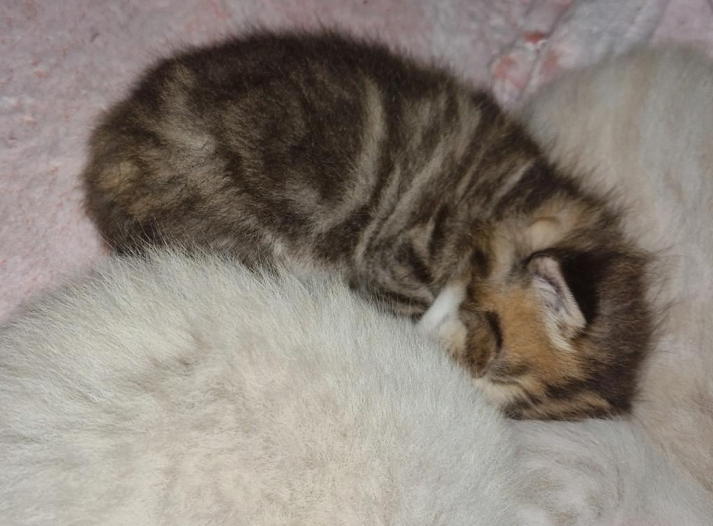 Britse Korthaar/Langhaar kittens Raszuiver Britjes, Meerdere dieren, Kortharig, 0 tot 2 jaar