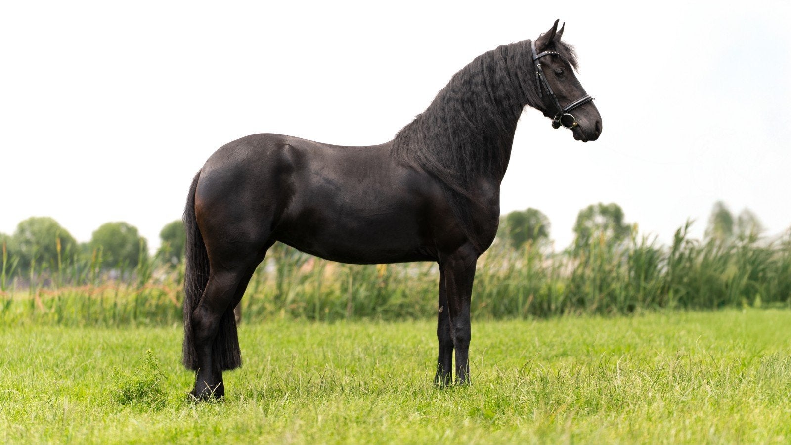 Prachtig Friese Merries (Vol Papier), Merrie, Dressuurpaard, 3 tot 6 jaar, 160 tot 165 cm