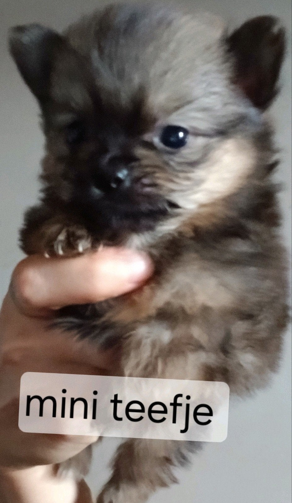 Pomchi pups, Parvo, 8 tot 15 weken, Meerdere, Meerdere dieren