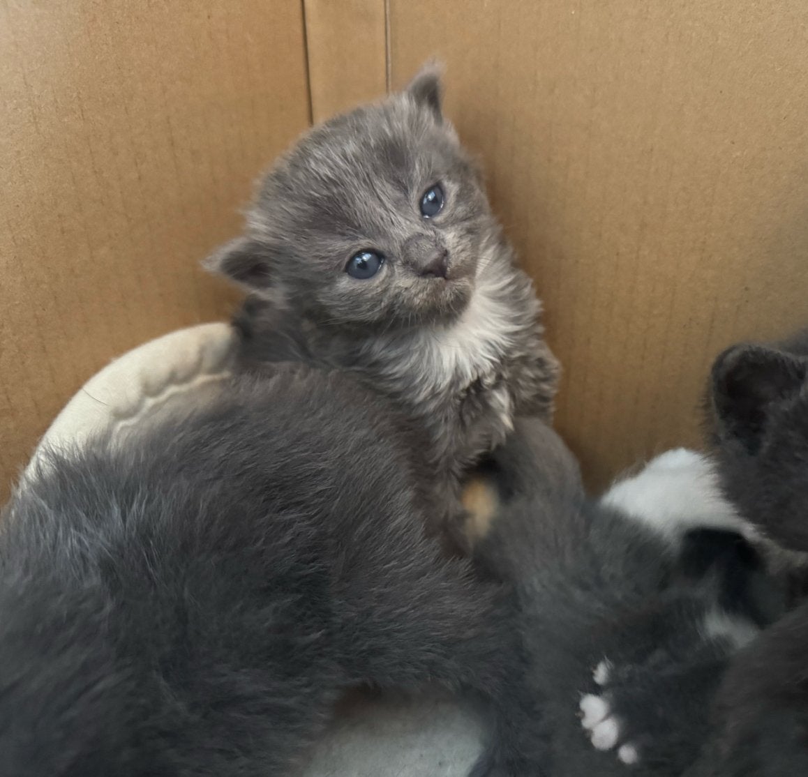 kittens ragdoll x europese korthaar, Meerdere dieren, Langharig, 0 tot 2 jaar