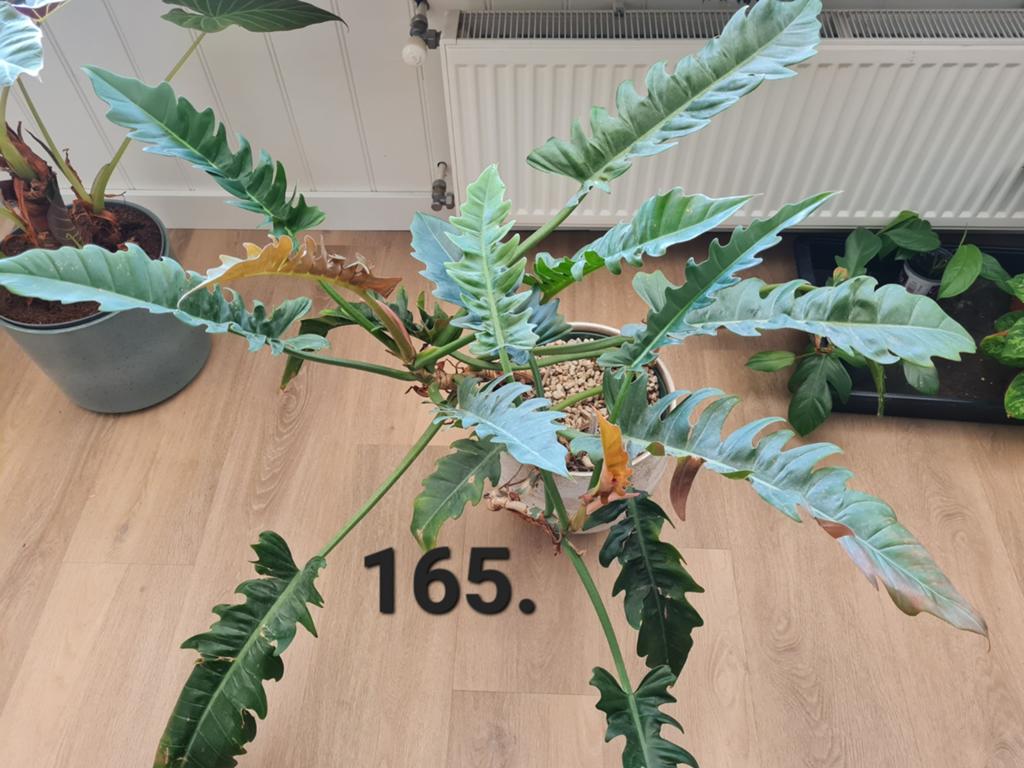 Philodendron narrow op hydrocultuur, grote kamerplant, Huis en Inrichting, Kamerplanten, Ophalen, Halfschaduw, Minder dan 100 cm