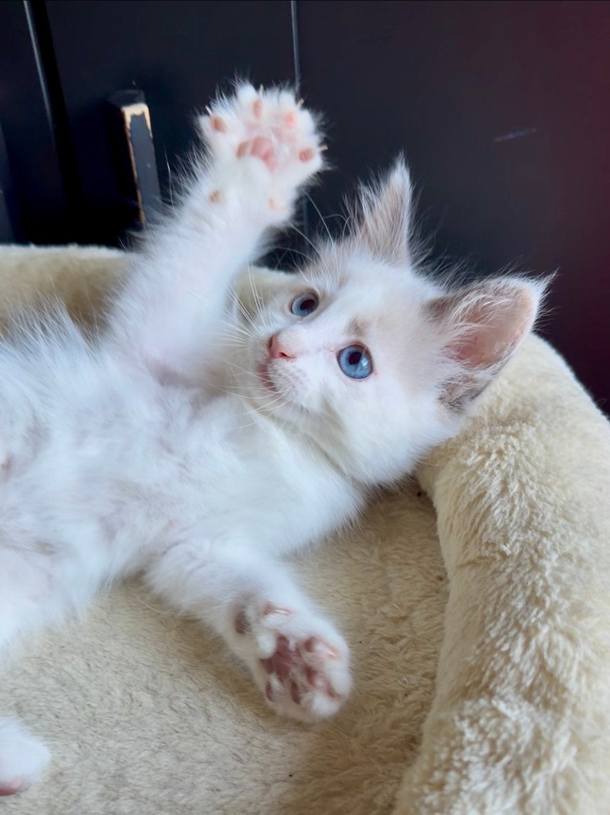Siberische Boskat x Noorse Boskat kittens, Dieren en Toebehoren, Katten en Kittens | Raskatten | Langhaar, Meerdere dieren, Ontwormd
