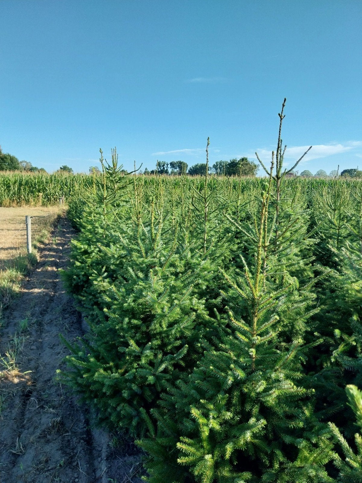 Omorika kerstbomen, Overige soorten, 100 tot 250 cm, Zomer, Ophalen