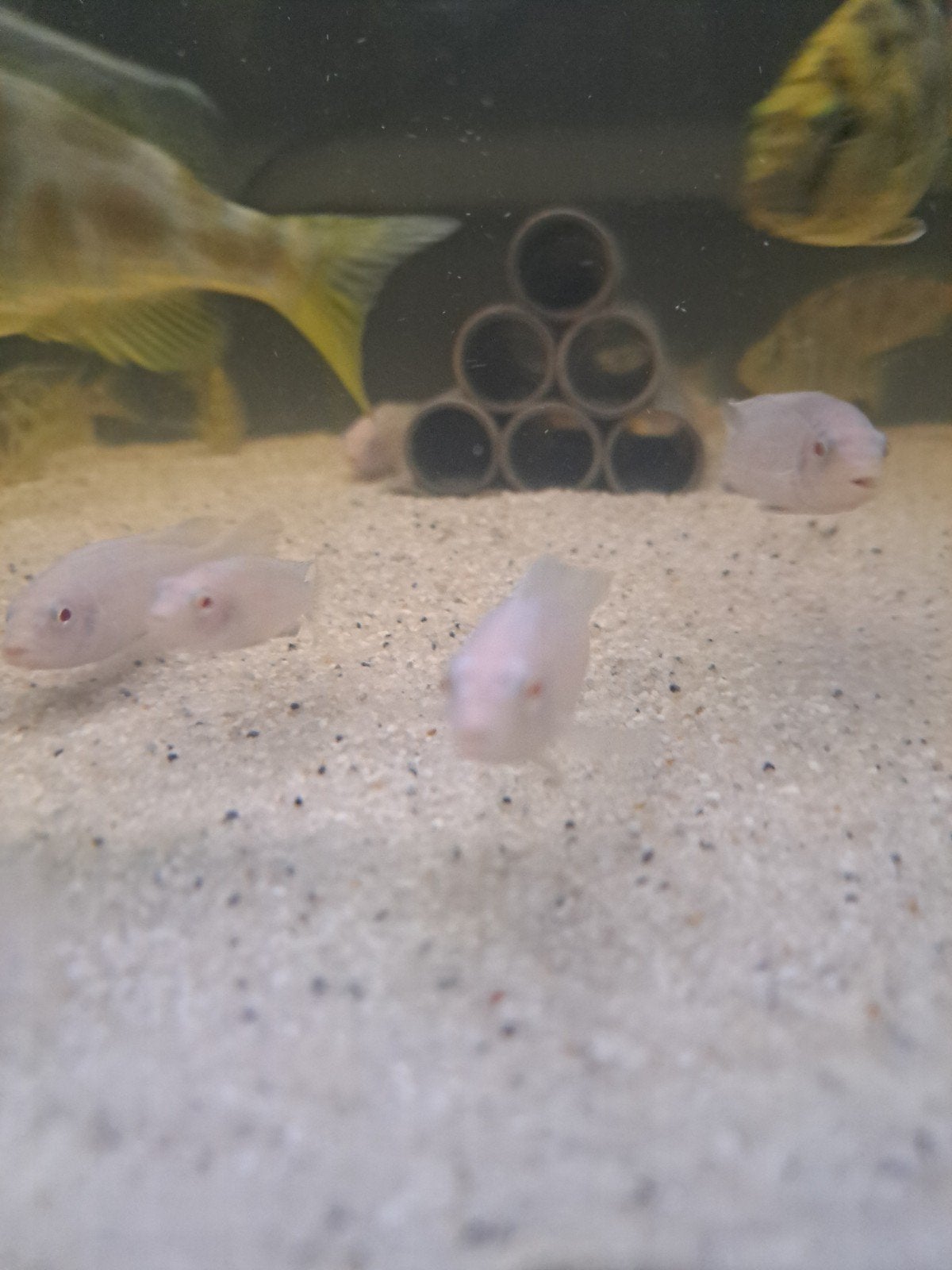 Snow white cichlides, Dieren en Toebehoren, Vissen | Aquariumvissen, Vis
