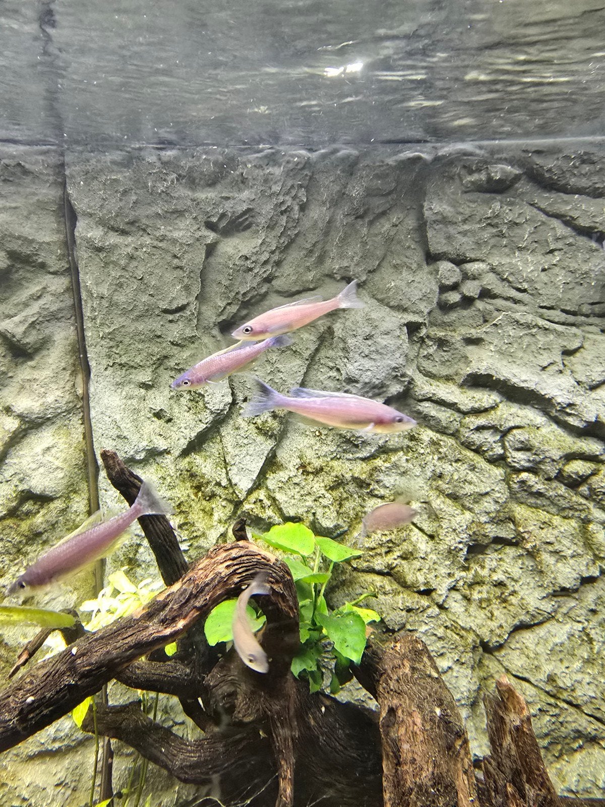 Cyprichromis leptosoma Kalambo 10 stuks, Vis