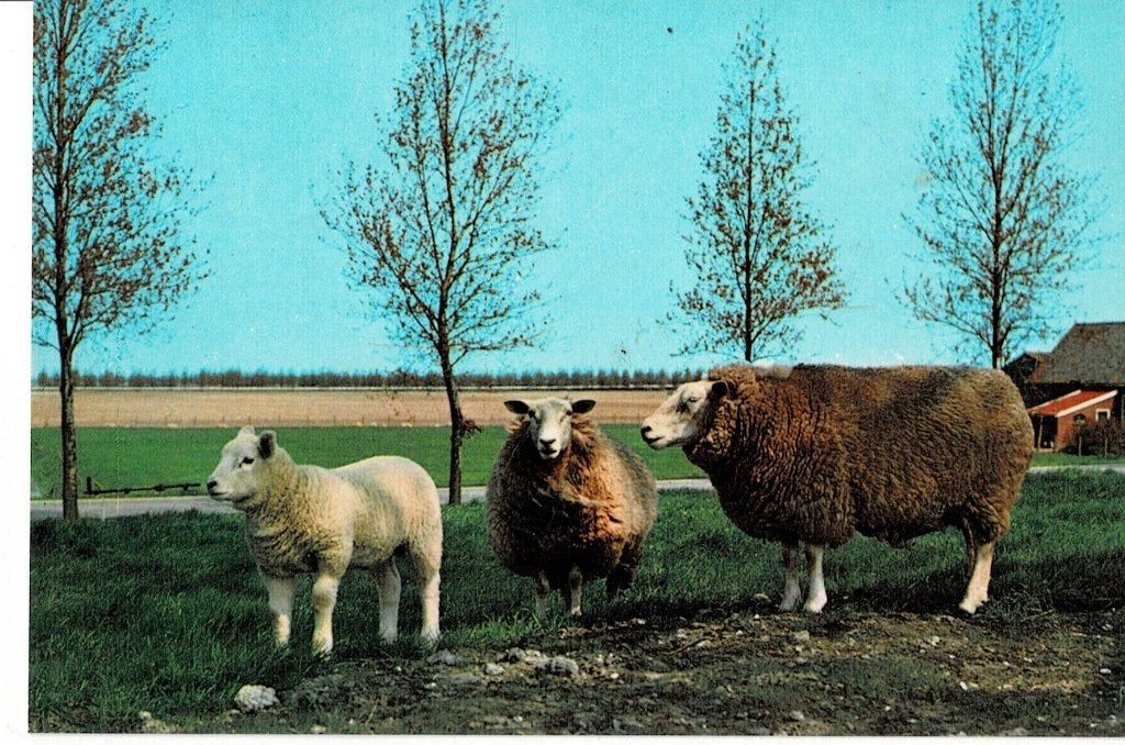 Schapen, Ophalen of Verzenden, Gelopen, Overige soorten