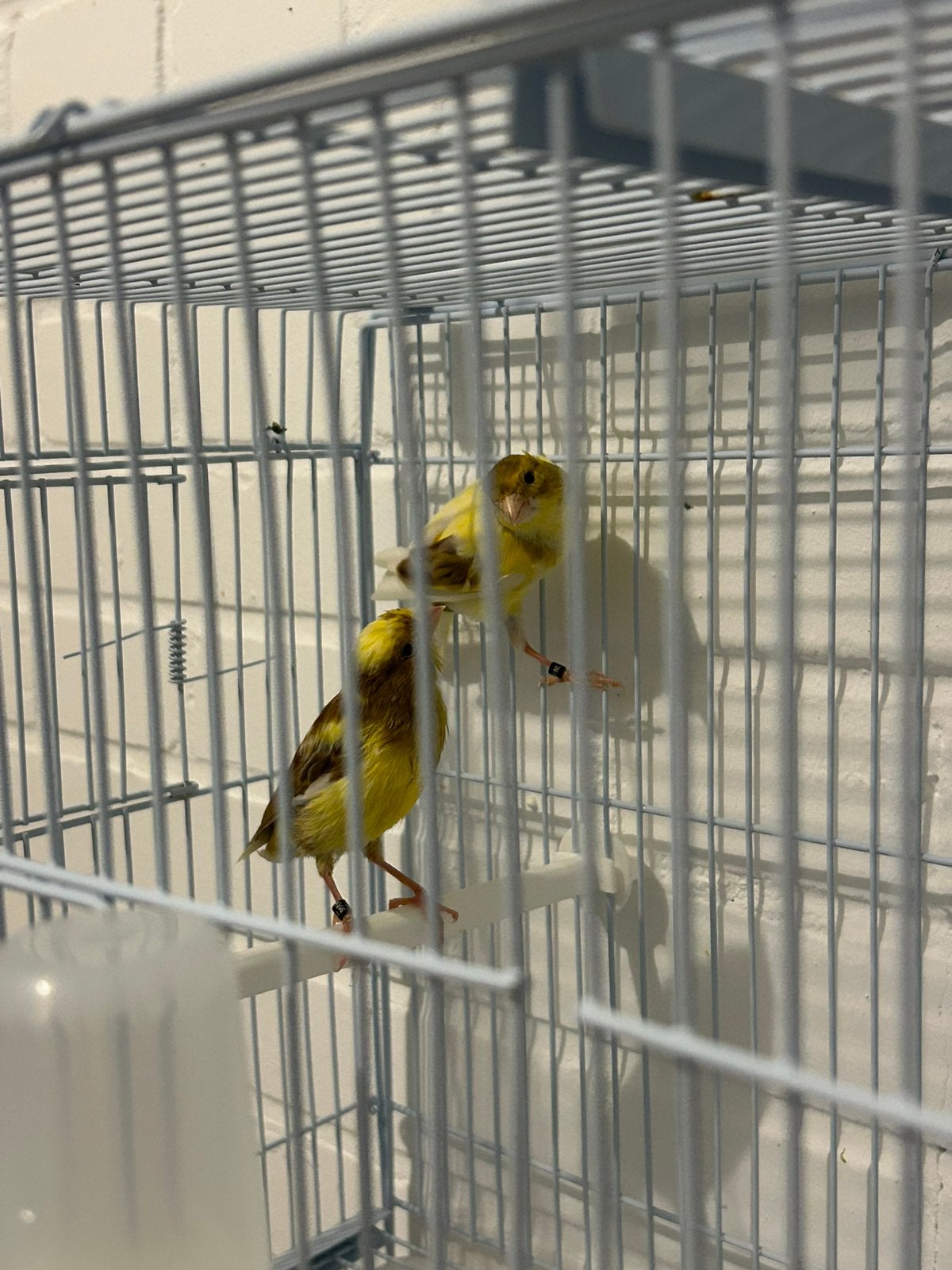 Timbrado Classico.koppel 2025, Dieren en Toebehoren, Vogels | Kanaries, Meerdere dieren, Kleurkanarie