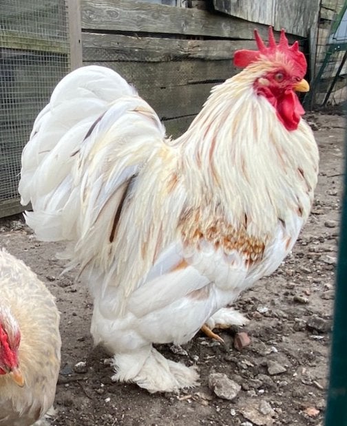 Bijzonder mooie en goede fokhaan Cochinkriel net 1 jr, Dieren en Toebehoren, Pluimvee, Meerdere dieren, Kip